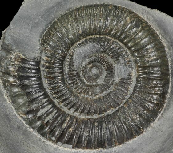 Dactylioceras Ammonite Fossil - England #100449